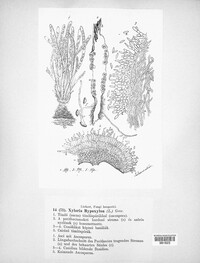 Xylaria hypoxylon image